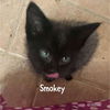adoptable Cat in Bentonville, AR named Smokey