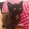 adoptable Cat in Bentonville, AR named Goblin