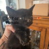 adoptable Cat in Bentonville, AR named Harley Quinn