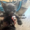 adoptable Cat in Bentonville, AR named Joker