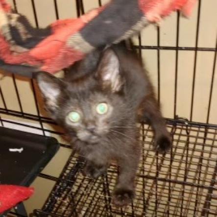 adoptable Cat in Bentonville, AR named Tango