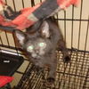 adoptable Cat in Bentonville, AR named Tango