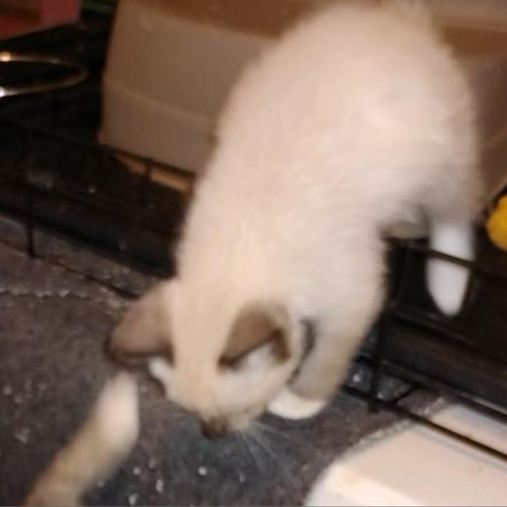 adoptable Cat in Bentonville, AR named Mambo