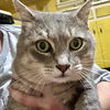 adoptable Cat in Bentonville, AR named Frank