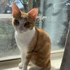 adoptable Cat in Bentonville, AR named Pumpkin