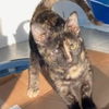 adoptable Cat in Bentonville, AR named Eve