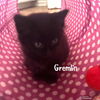 adoptable Cat in Bentonville, AR named Gremlin