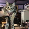 adoptable Cat in Bentonville, AR named Toot