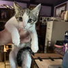 adoptable Cat in Bentonville, AR named Tabs