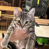 adoptable Cat in Bentonville, AR named Roberta
