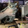 adoptable Cat in Bentonville, AR named Cindy
