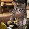 adoptable Cat in Bentonville, AR named George