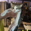 adoptable Cat in Bentonville, AR named Char