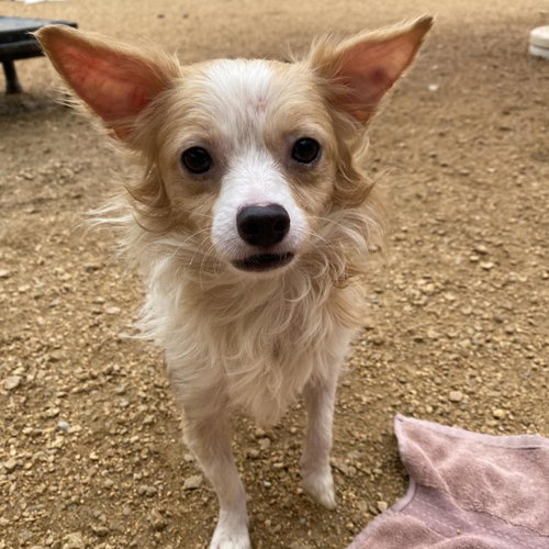 picture of the dog needing adoption