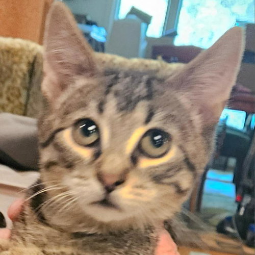 picture of the cat needing adoption