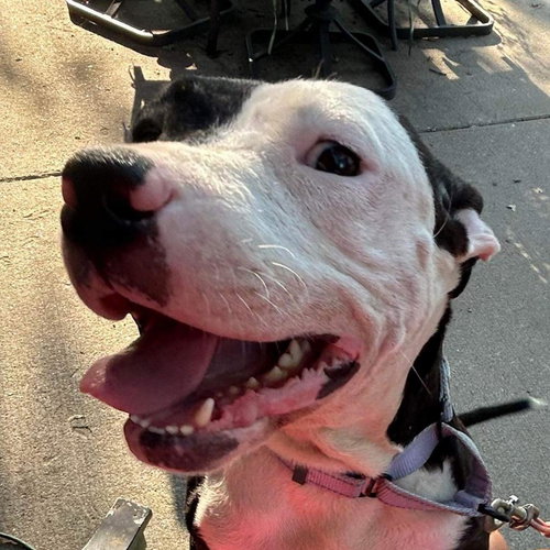 picture of the dog needing adoption