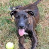 adoptable Dog in Bentonville, AR named Lilli