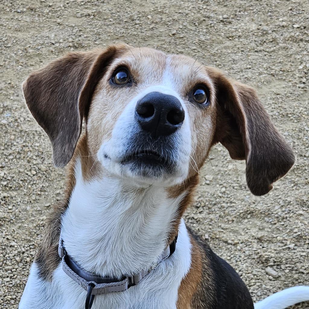 adoptable Dog in Bentonville, AR named Kip