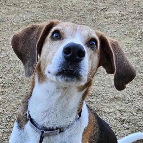 picture of the dog needing adoption