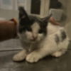 adoptable Cat in Bentonville, AR named Samoa