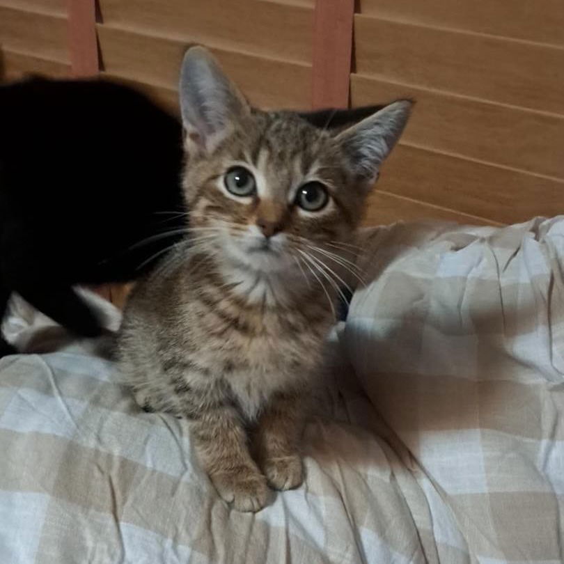 adoptable Cat in Bentonville, AR named Brielle