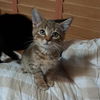 adoptable Cat in Bentonville, AR named Brielle