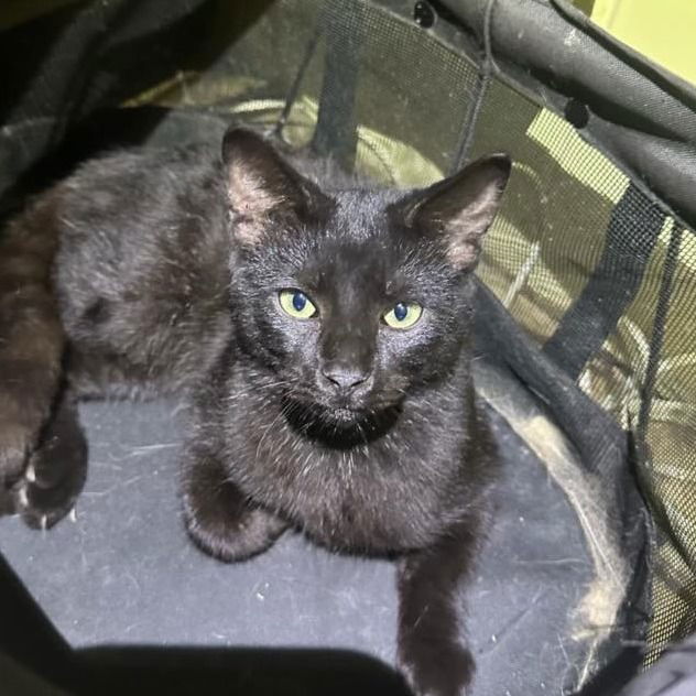 adoptable Cat in Bentonville, AR named Welsh