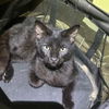 adoptable Cat in Bentonville, AR named Welsh