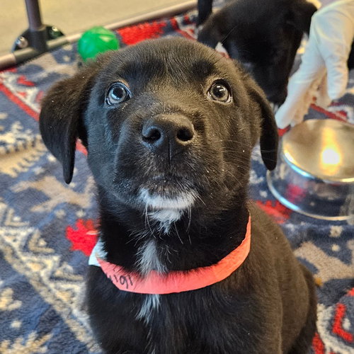 picture of the dog needing adoption