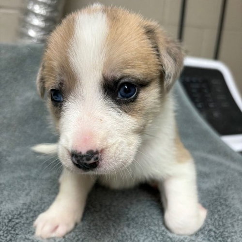 picture of the dog needing adoption