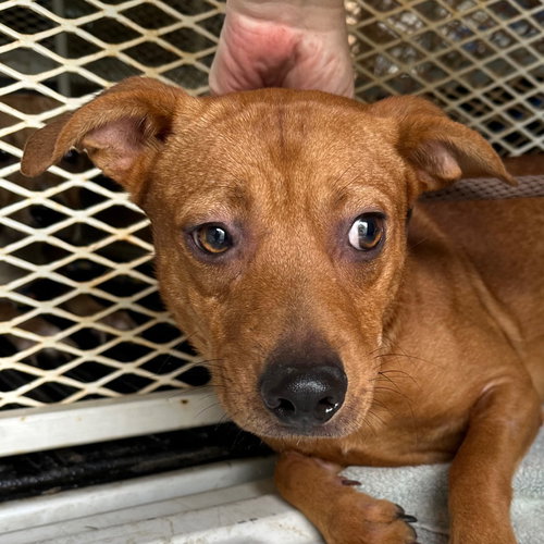 picture of the dog needing adoption