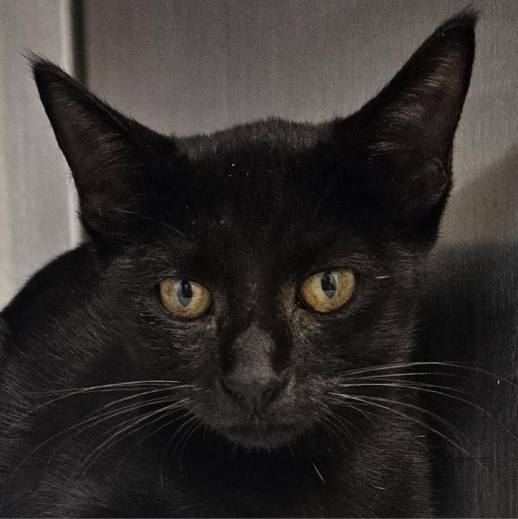 adoptable Cat in Bentonville, AR named Dakota