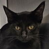 adoptable Cat in Bentonville, AR named Dakota