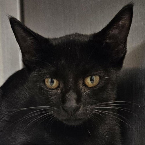 picture of the cat needing adoption