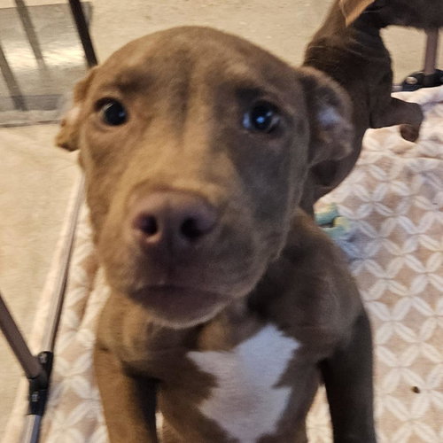 picture of the dog needing adoption