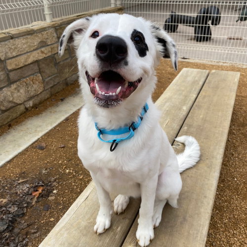 picture of the dog needing adoption