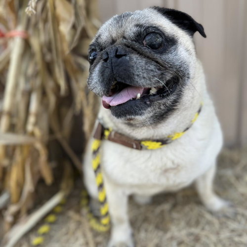 Petey — Pug