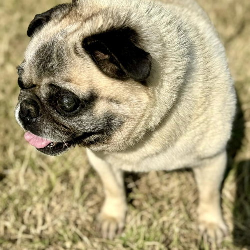 Petey, photo 2