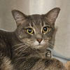 adoptable Cat in Bentonville, AR named Tiko
