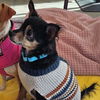 adoptable Dog in  named Ernest