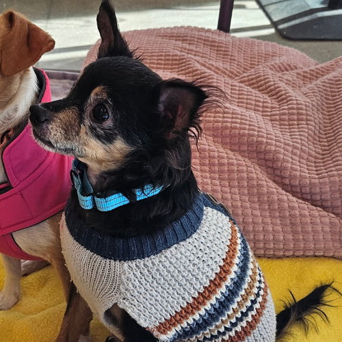 picture of the dog needing adoption