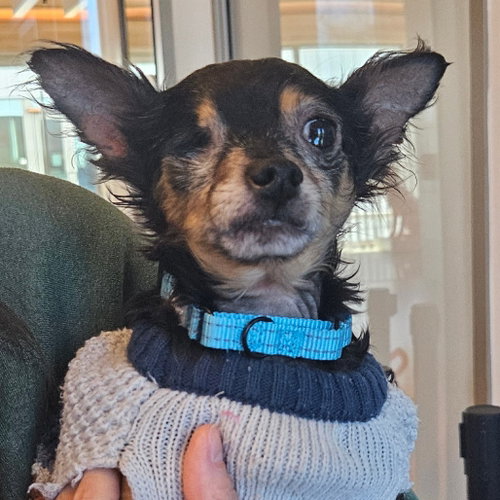 Ernest, photo 5