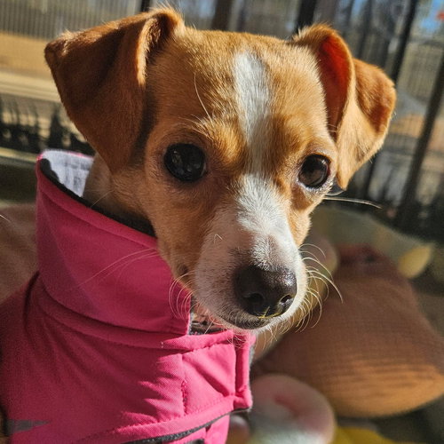 picture of the dog needing adoption