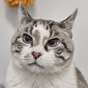 adoptable Cat in Bentonville, AR named Shady