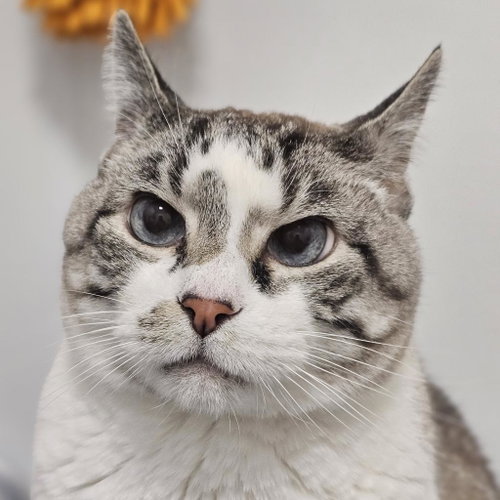 Shady, Adult Domestic Short Hair, cat for adoption in Rogers, Arkansas