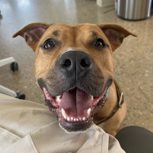 picture of the dog needing adoption
