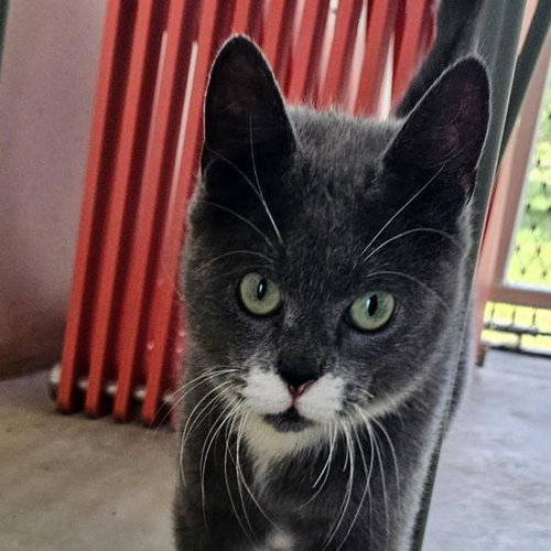 picture of the cat needing adoption