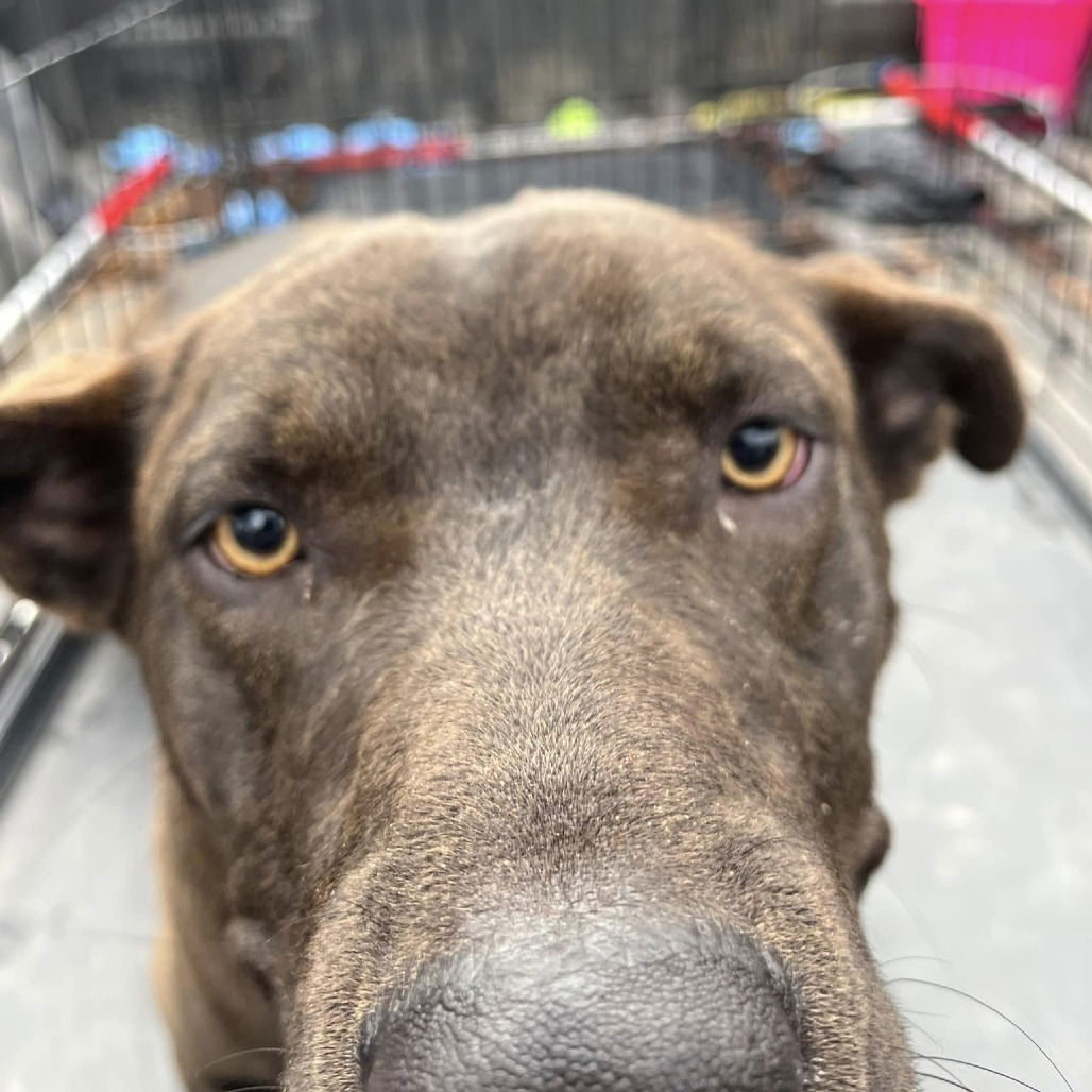 adoptable Dog in Bentonville, AR named Hudson