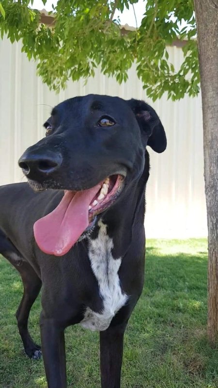 adoptable Dog in Phoenix, AZ named Pepper