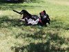 Pepper - Photo 3
